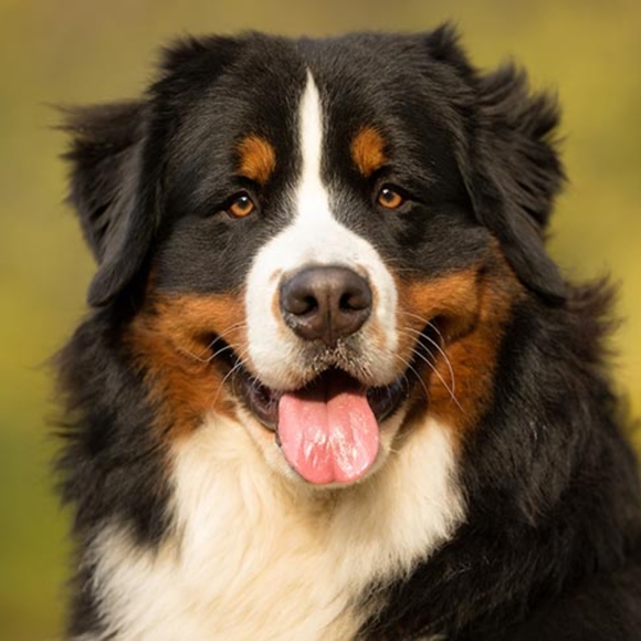 Meet your Posher - Picture 1 of 1